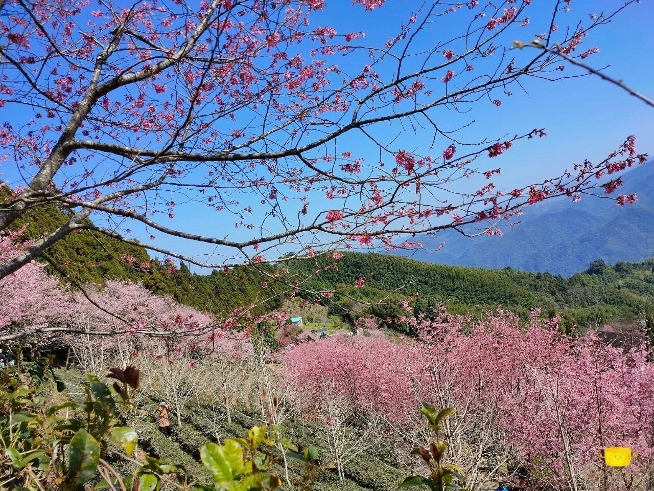 圖片 8