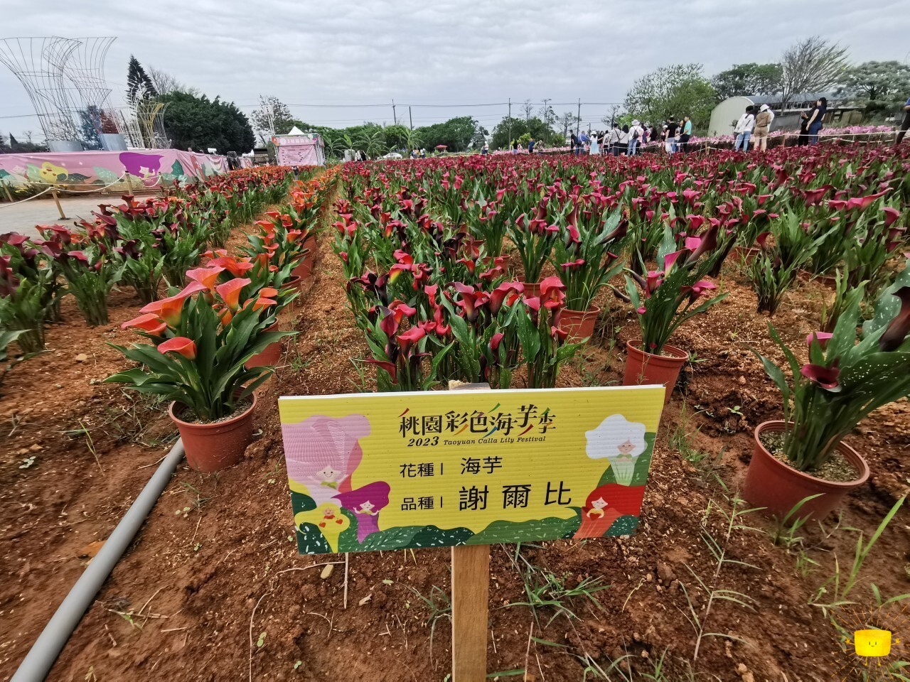 大園海芋季